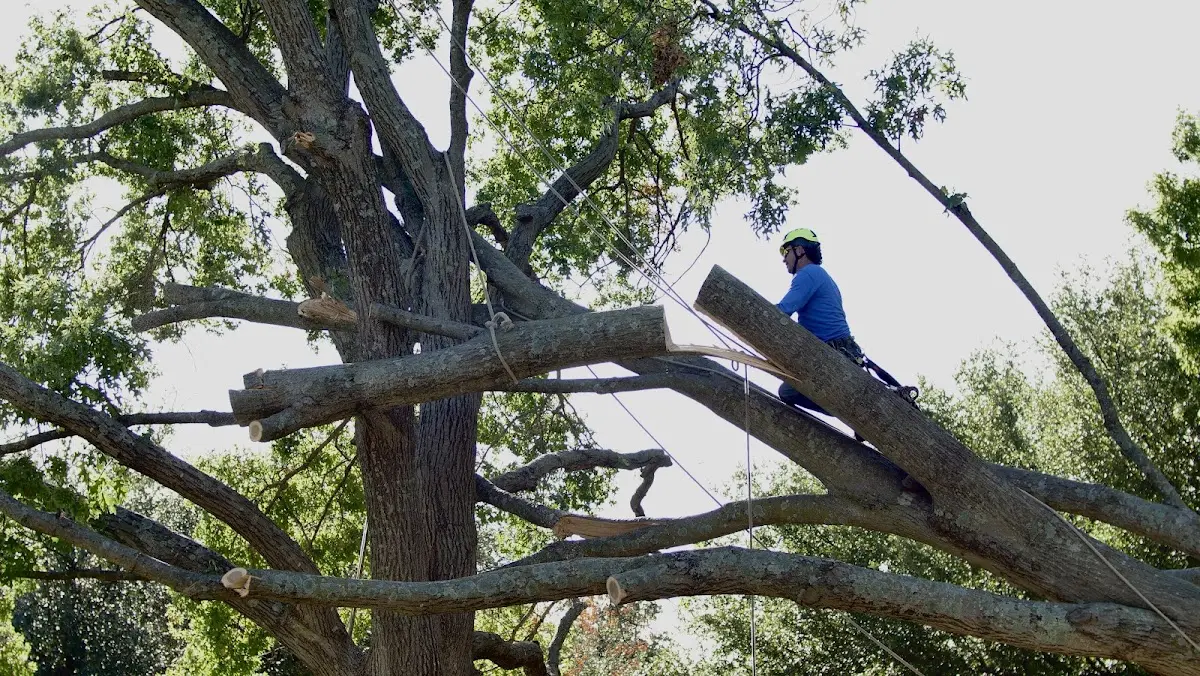 Professional Crown Thinning performed by certified arborists in Mount Crawford